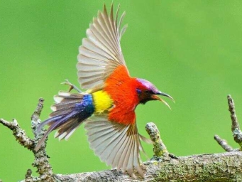 陇南成县：蓝喉太阳鸟舞动南山