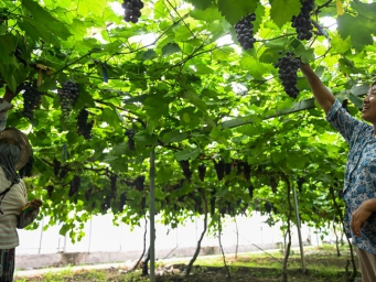 天津：葡萄飘香 助农增收