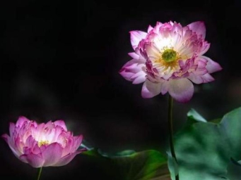 荷韵首次走进商场！上海荷花睡莲展来了